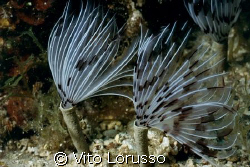 Worms - Sabella penicillus by Vito Lorusso 